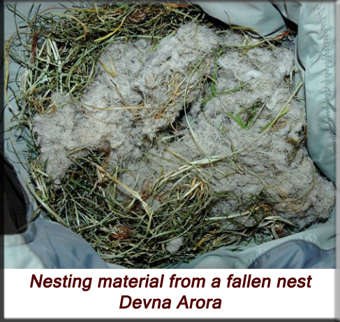 Devna Arora - Indian palm squirrel - Nesting material from a fallen nest